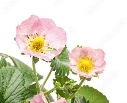 Pink flowers on strawberry on white background