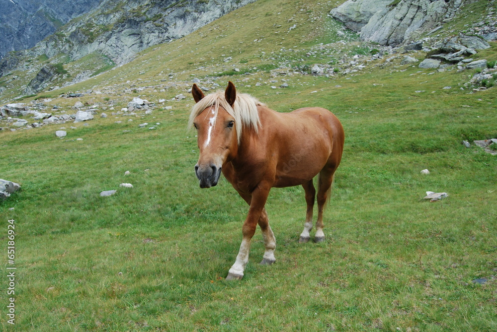 Chestnut horse in The Rila Mountains