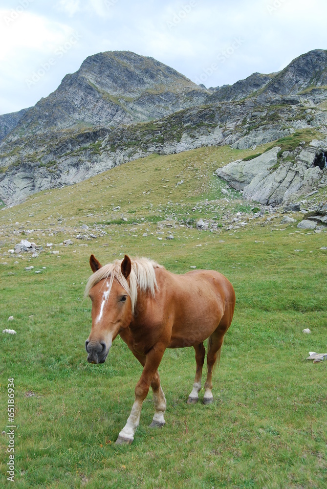 Chestnut horse in The Rila Mountains