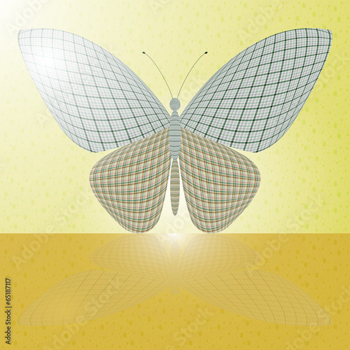butterfly on the wall and its reflection on a horizontal surface
