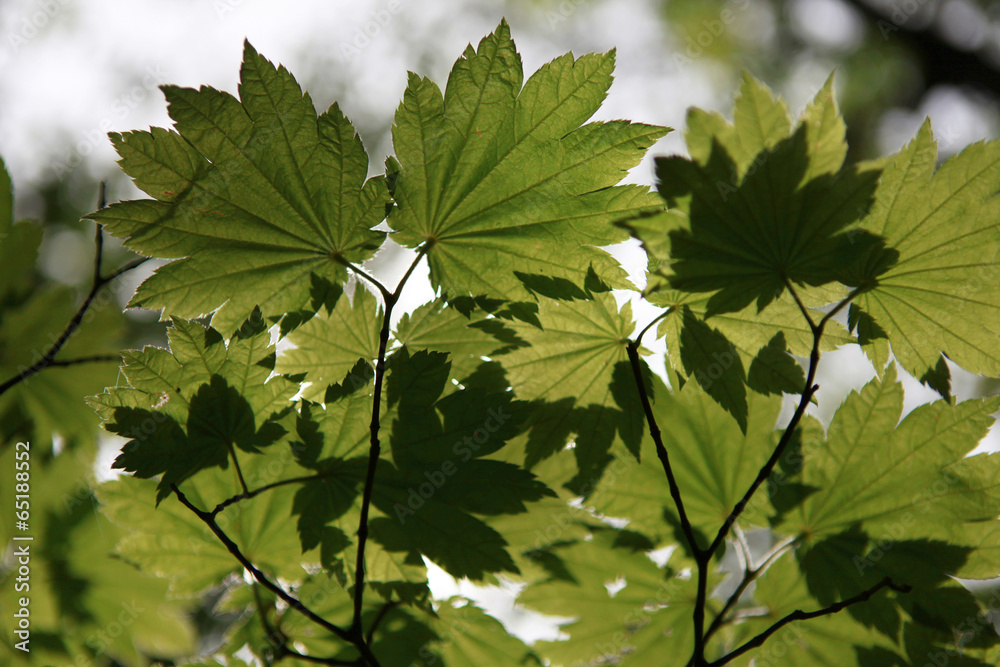 Fototapeta premium The image of landscape