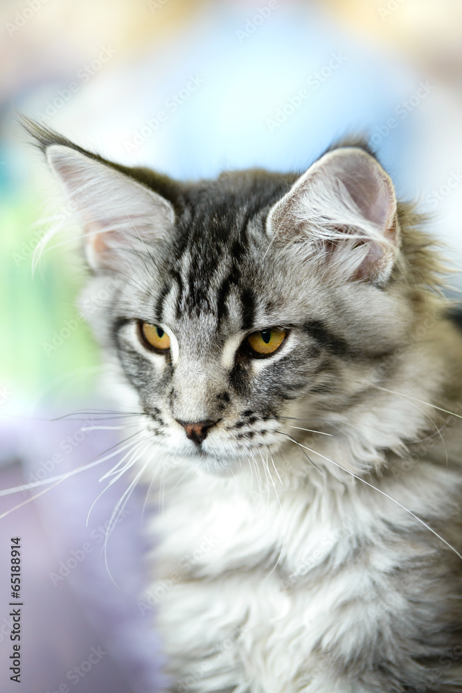 Grey-white tabby Maine Coon cat