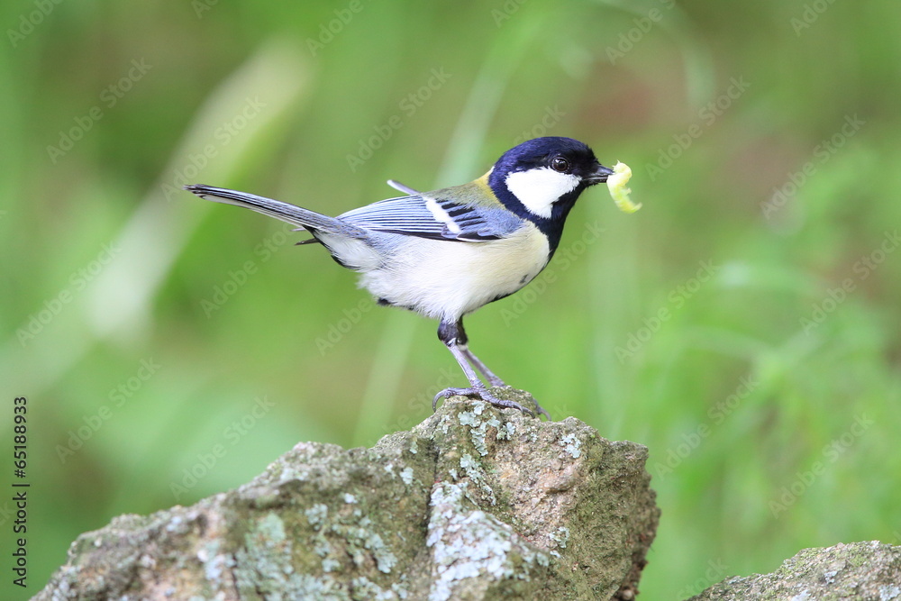 餌を運ぶシジュウカラ 餌を運ぶシジュウカラ