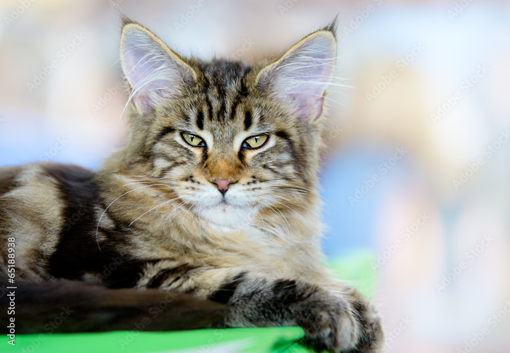 Brown-white tabby Maine Coon cat