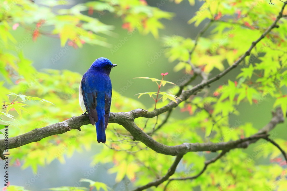 Obraz premium オオルリ