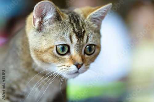 Young Bengal cat