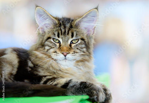Fototapeta Naklejka Na Ścianę i Meble -  Brown-white tabby Maine Coon cat