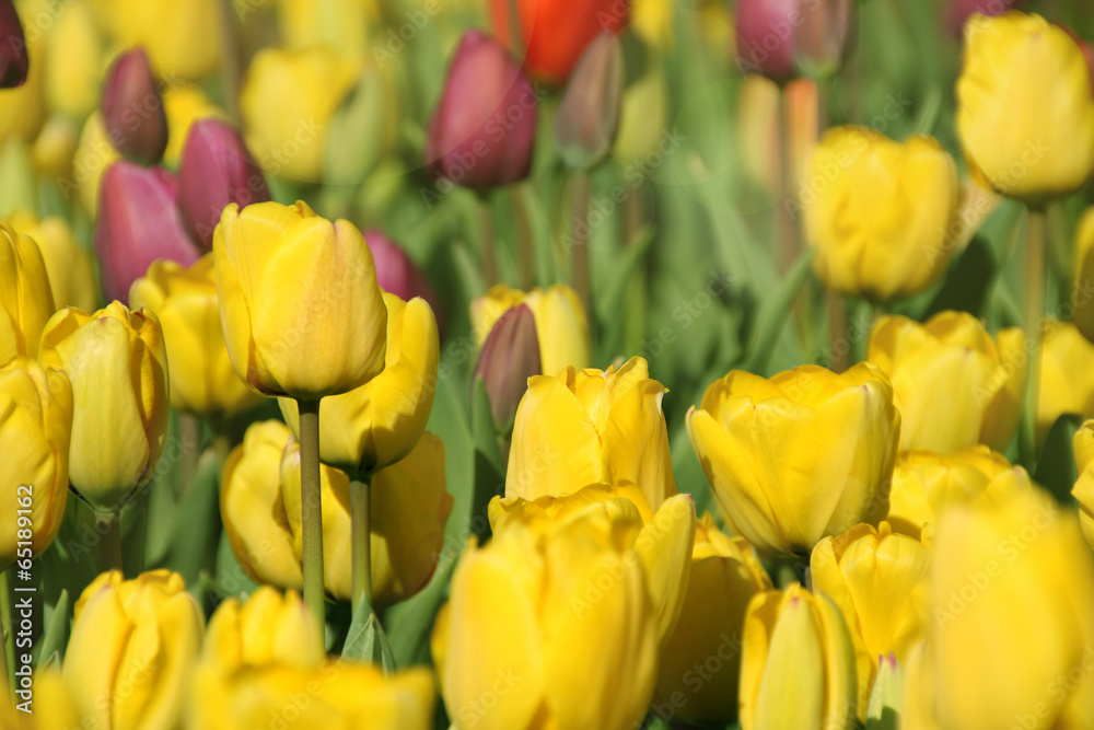 colorful tulip blossoms in spring field colorful tulip blossoms in spring field