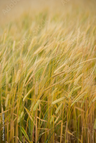 麦畑 © 歌うカメラマン