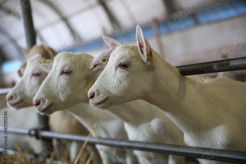 Billede på lærred Closeup of goats inside barn