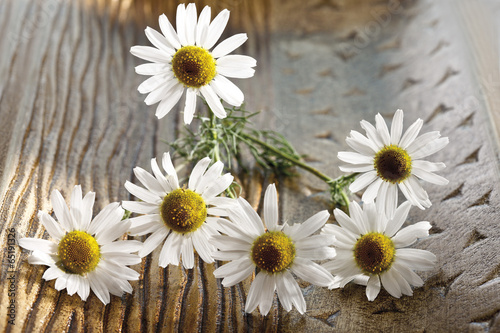 KamillenBlüte, Blüten, Blumenn,erhöhte Ansicht