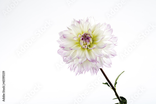 Rosa dahlie