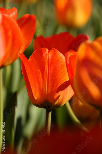 bright orange tulip blossom in garden