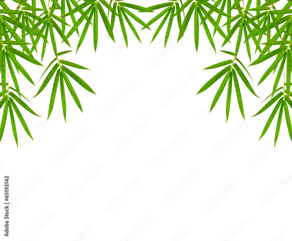 Fototapeta premium bamboo leaves isolated on white background
