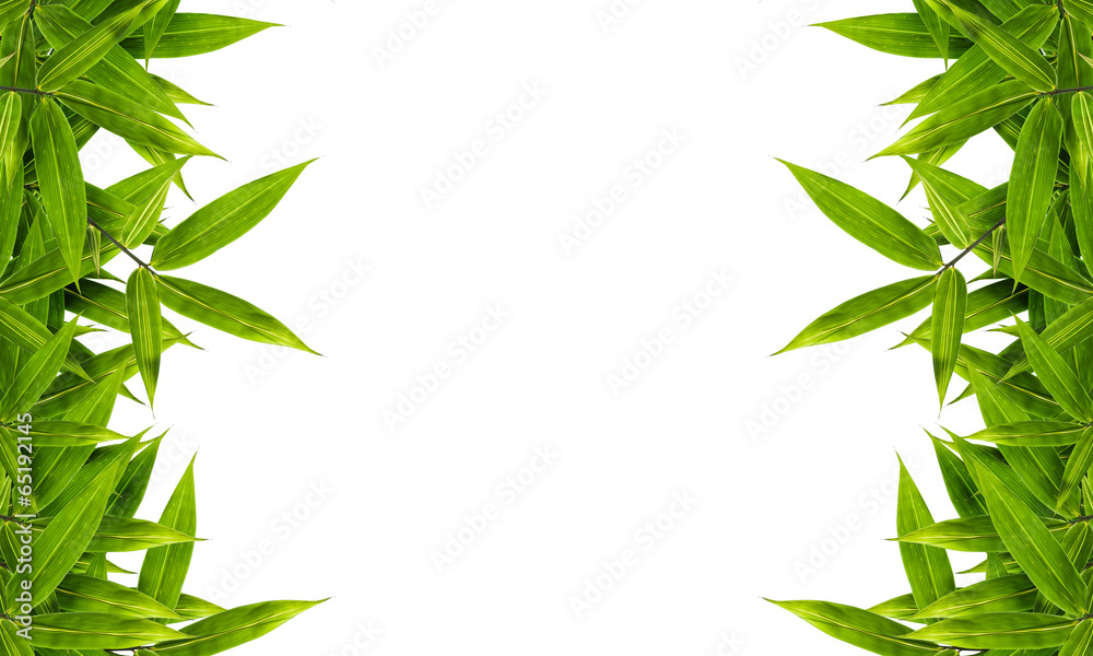 bamboo leaves isolated on white background, design for border