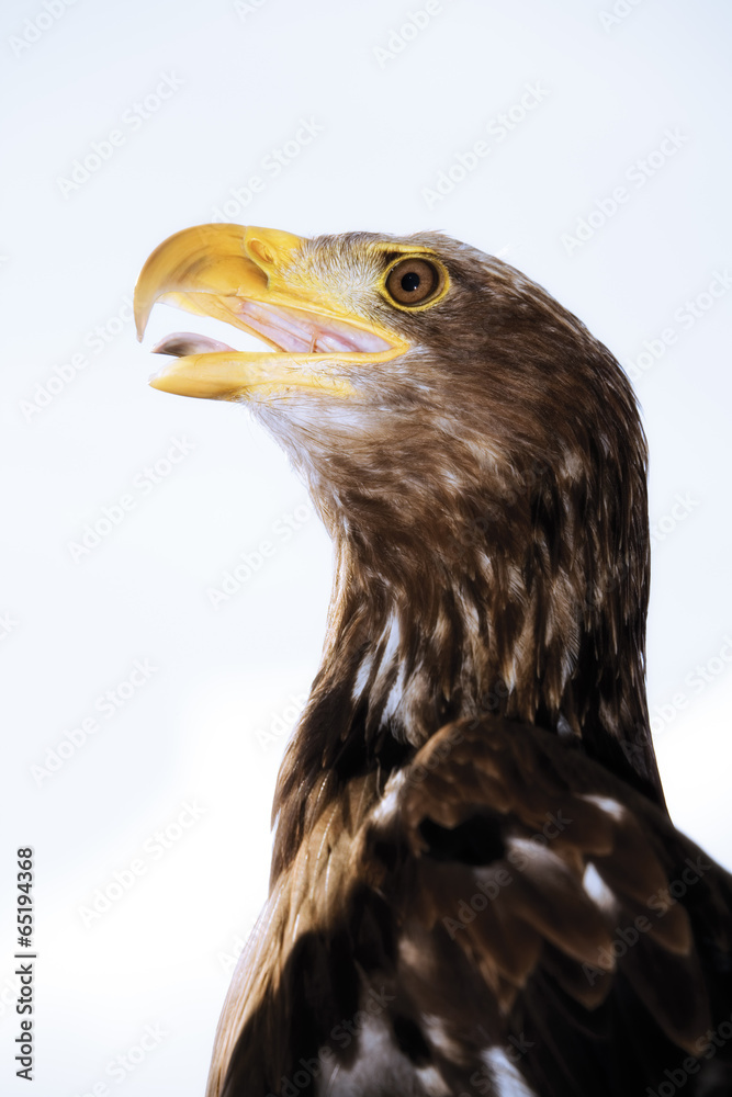 Obraz premium Brauner Adler, Deutschland, Hellenthal