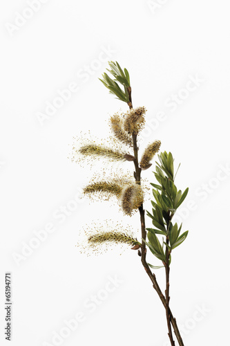 Zweig von Weidenkätzchen,close up