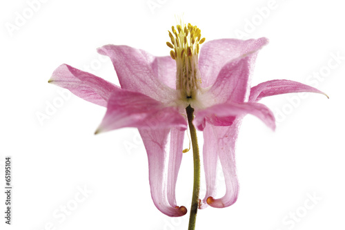 Aquilegia , close-up photo