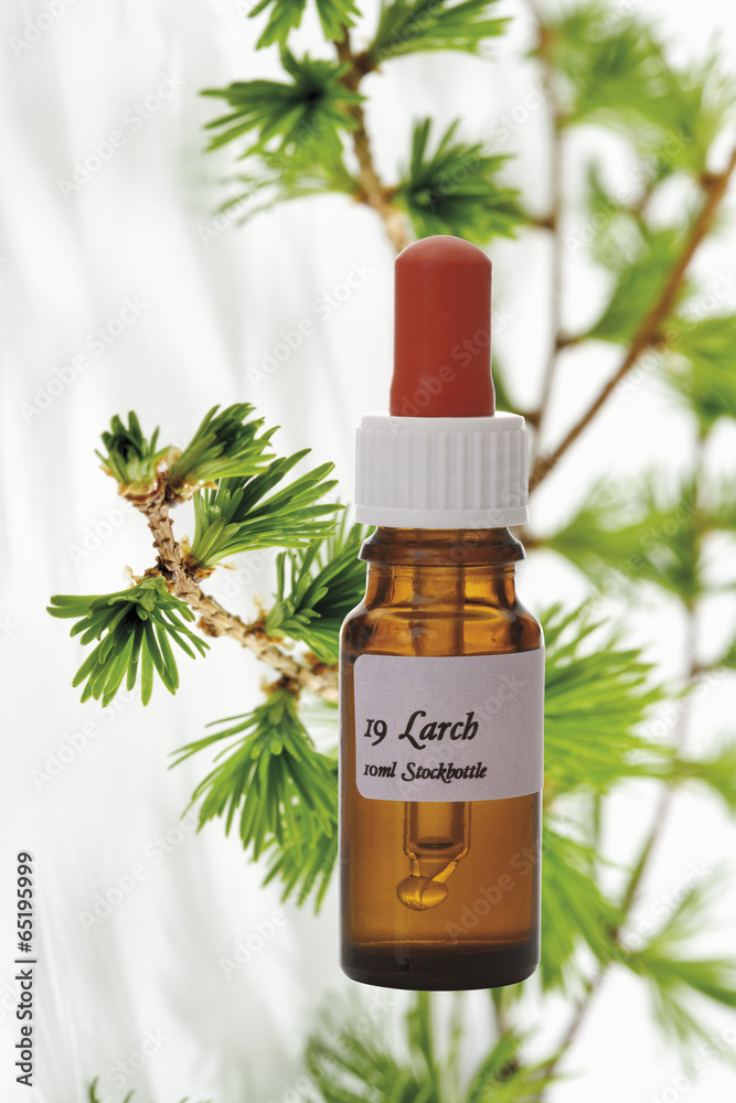 Flasche mit Bachblütentropfen, Lärche ( Larix),close-up