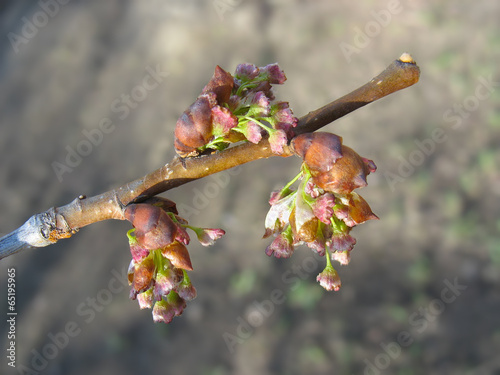 Spring. Elm twig with melting catkins