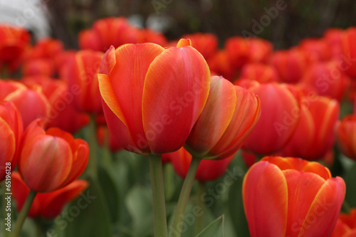 Spring tulips in full bloom, Tulip Festival in Ottawa, Canada © mariemilyphotos