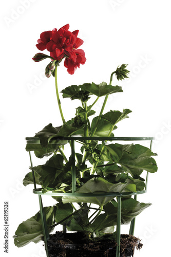 Fototapeta Naklejka Na Ścianę i Meble -  Geranie, Pelargonium peltatum , close-up