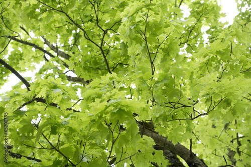  Ebenhausen, Spitzahorn (Acer platanoides ) verlässt , close-up