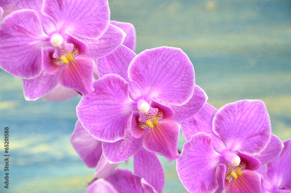 Naklejka premium przepiękne orchidee na drewnianym tle 