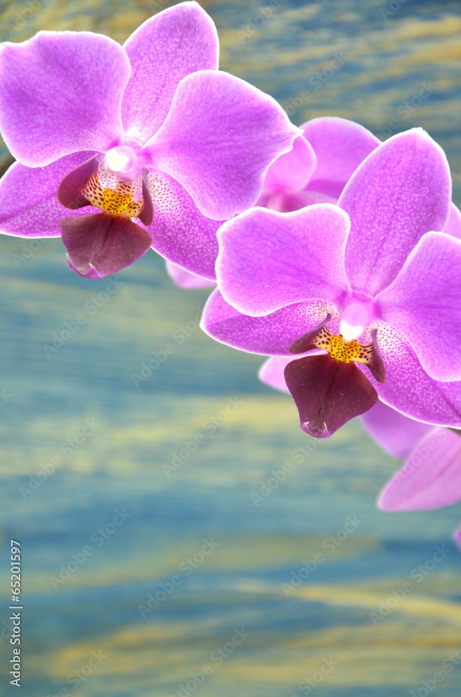 Obraz premium przepiękne orchidee na drewnianym tle 