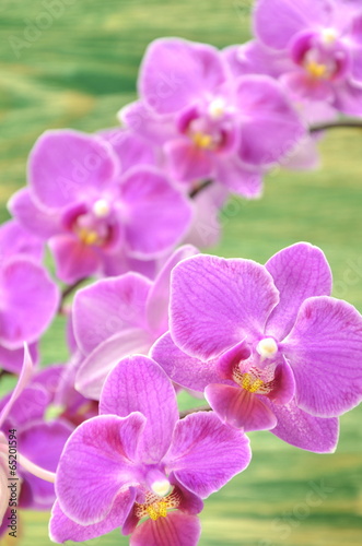 przepi  kne orchidee na drewnianym tle 
