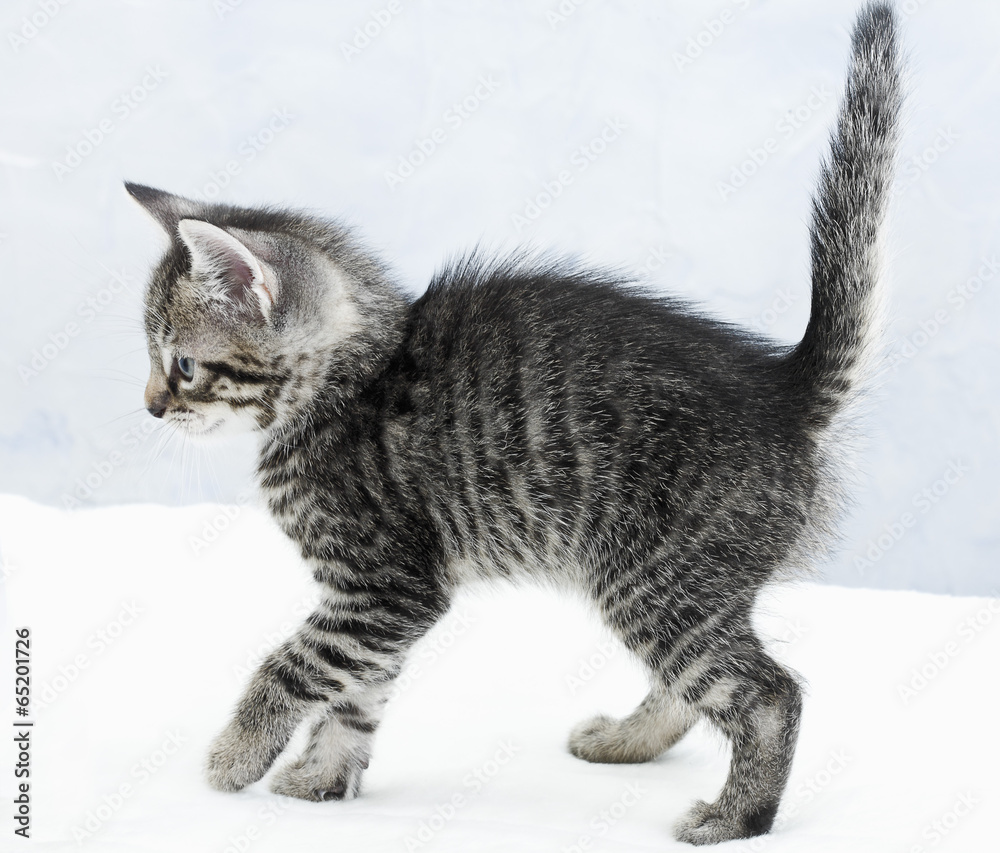 hauskatze-k-tzchen-seitenansicht-stock-foto-adobe-stock