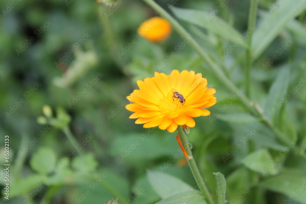 Fototapeta premium pot marigold