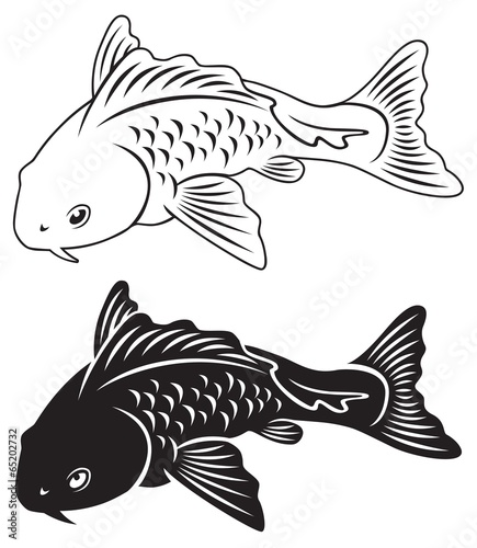 koi fish