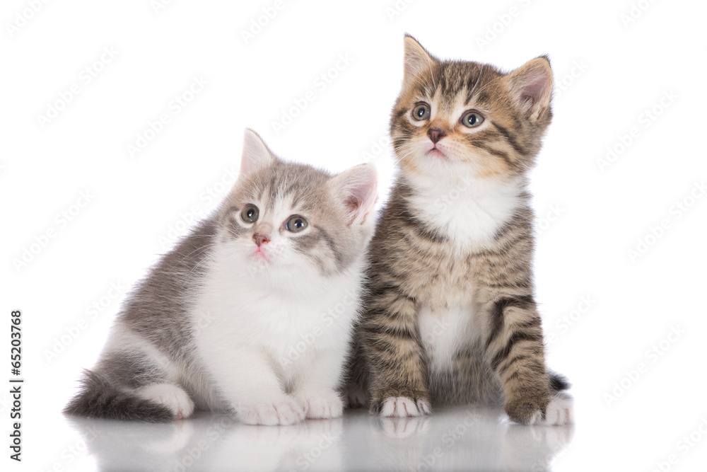 two adorable kittens