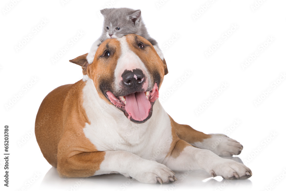 bull terrier dog with a kitten