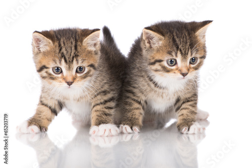 Photography two twin kittens
