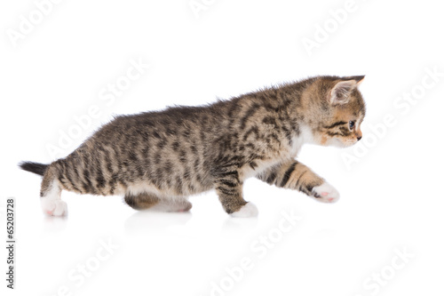 adorable tabby kitten walking © otsphoto
