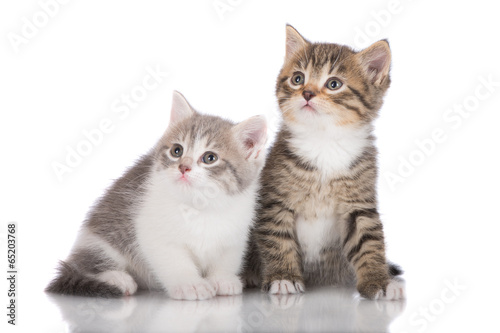 two adorable kittens © otsphoto