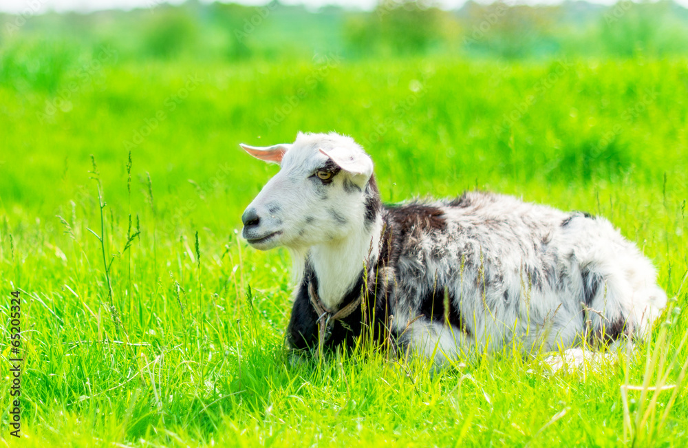 Obraz premium goat grazing