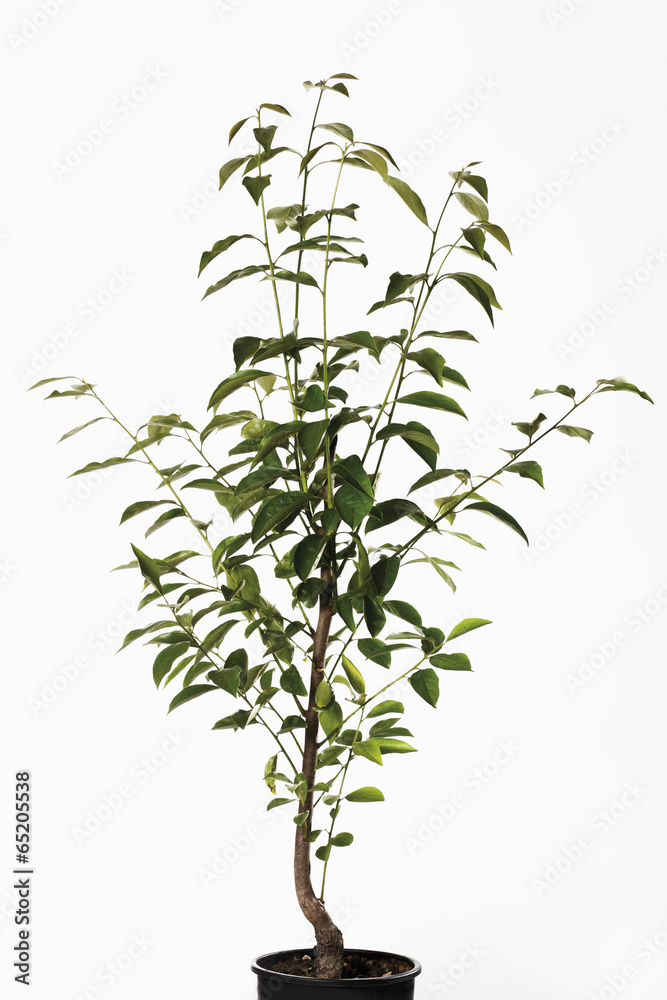Blaubeer-Pflanze ‚Blue Crop‘ – Amerikanische Heidelbeere | Im 20-cm-Topf, Ca. 50–100 Cm Hoch | Aus Italien