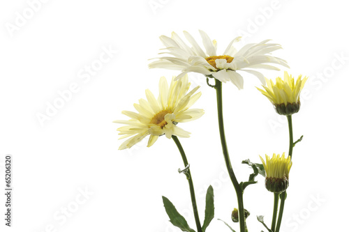 Margeriten   Leucanthemum maximum  