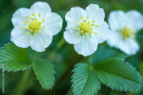 flower of wild strawberry