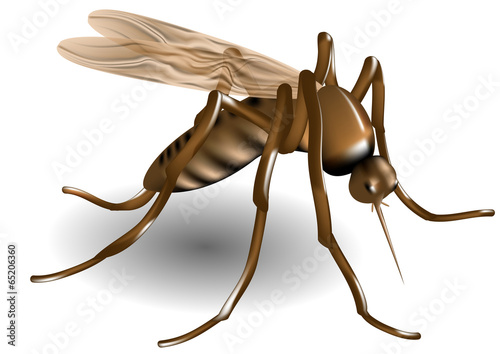 mosquito