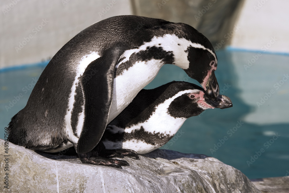 Fototapeta premium Deutschland, Köln, Humboldt Pinguins in zoo