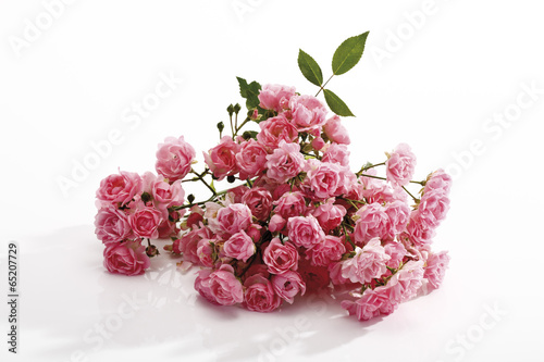 Pink Rosen