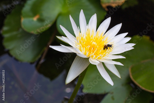 Bee and white yellow lotus