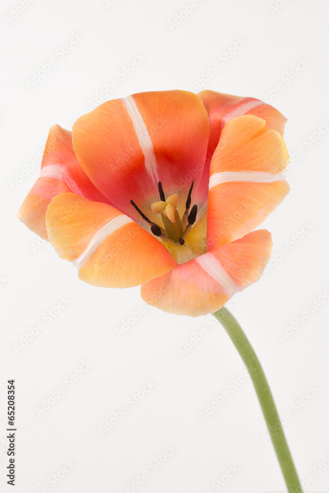 bright orange tulip