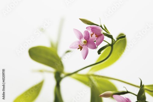 Nahaufnahme von centaurium Blume vor wei  em Hintergrund