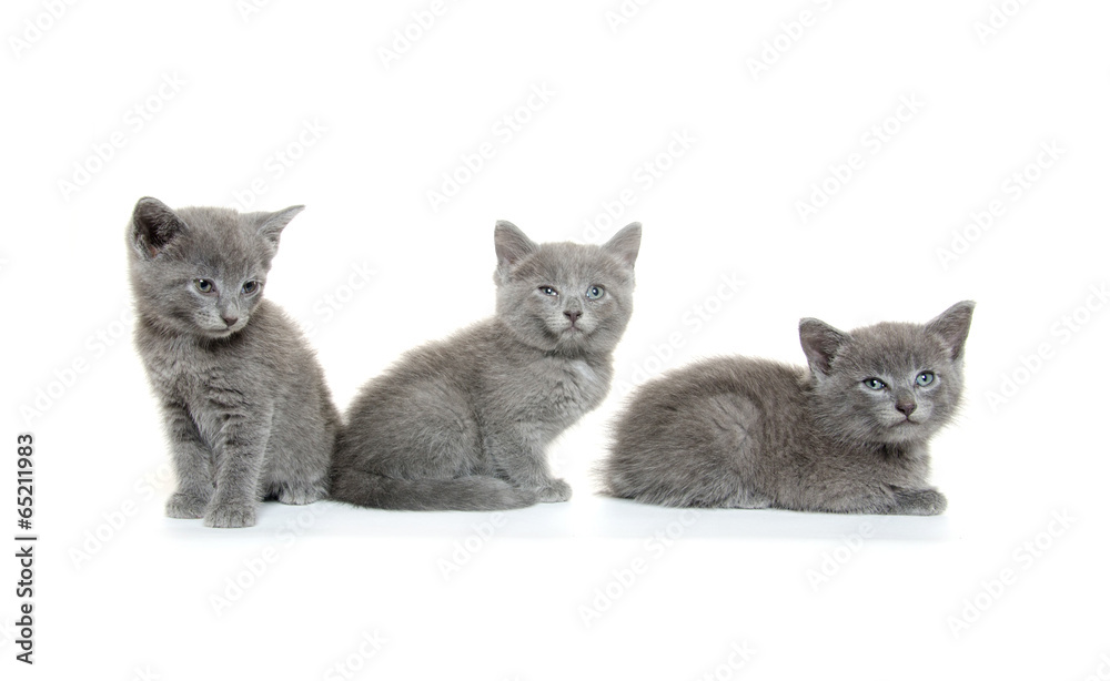 Three gray kittens