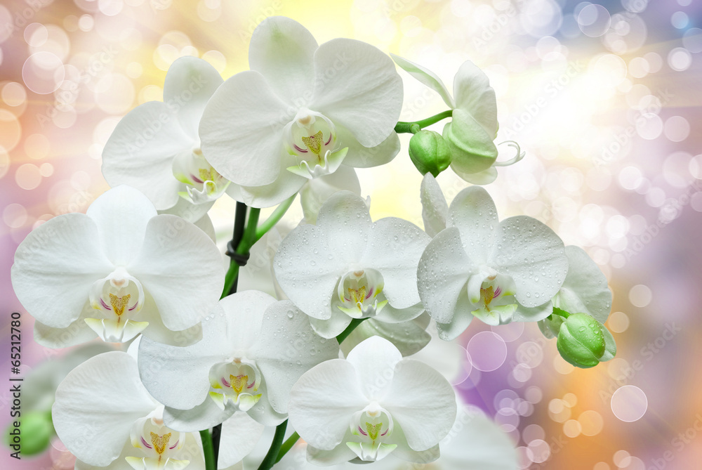 Obraz premium orchid flower